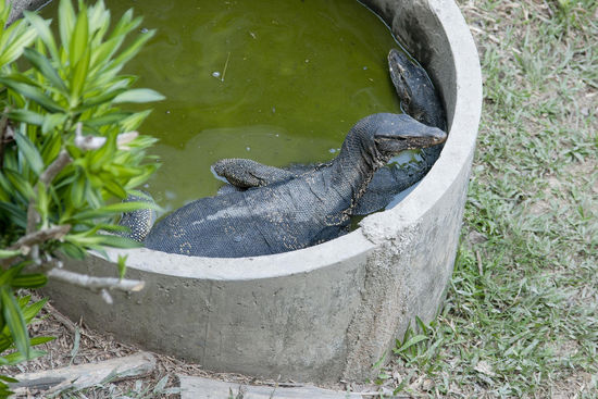 Schlafplatz der Bindenwarane