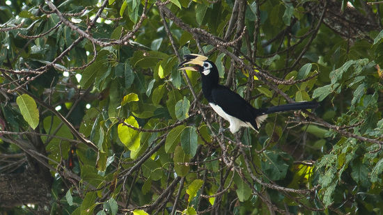Hornbill