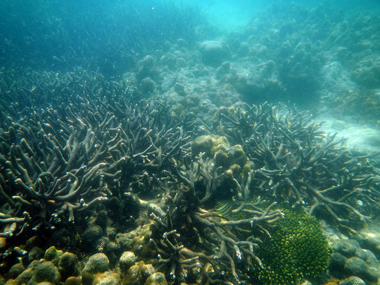 Schnorcheltipp - kurz nach Ebbetiefstand gehen, dann ist die Sicht mit am besten