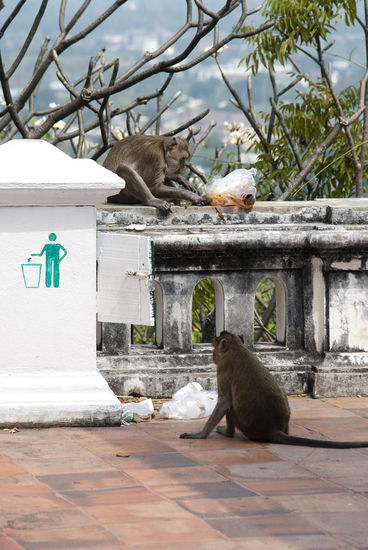 gefährliche Affenhorden? - die wahren beschäftigt...