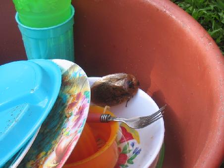 nicht nur Geschirr ... (Suchbild)