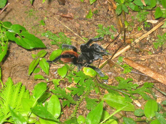 Diese Tarantel hat sogar einen Namen, weil Doyle sie schon kennt ... ** Taranteln gehören übrigens nicht zu der Familie der Spinnen, da sie keine Netze bauen, sondern in Höhlen wohnen; außerdem haben sie keine Zangen, sondern Klauen, mit denen sie ihr Opfer von oben packen.