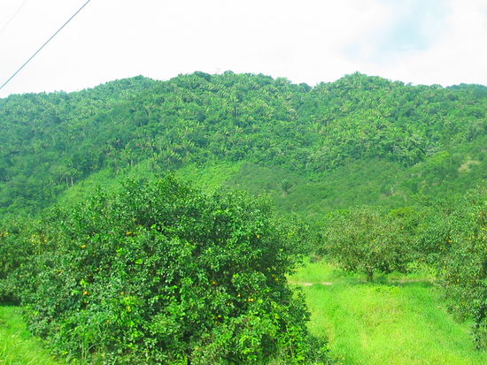 zurück auf dem Hummingbird Highway