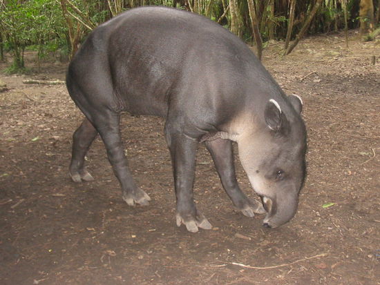 Tapir