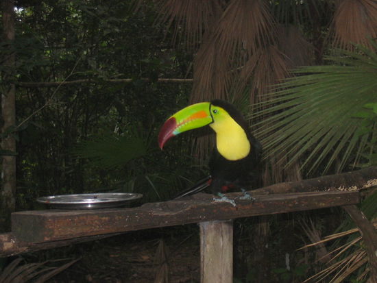 Toucan