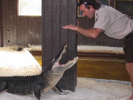 die 'Aligator-Show'