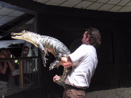 Erklärung zu den beiden gefährlichsten Waffen des Krokodils / Aligators: Schnauze und Schwanz