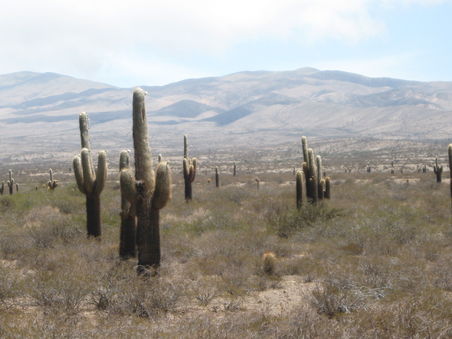 Parque Nacional Los Cardones