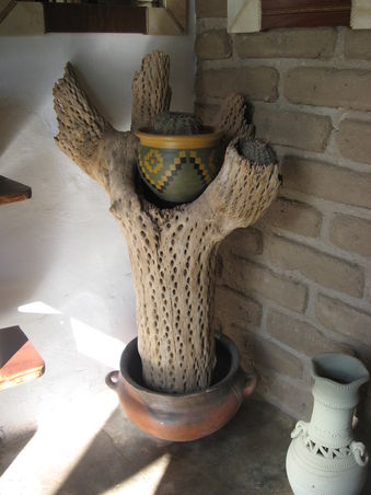 das Holz der Kakteen