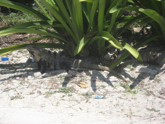 andere Inselbewohner ...