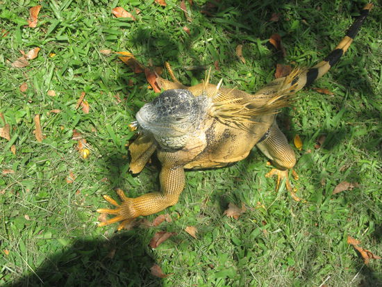 ein Besucher in der Naehe des Hauses
