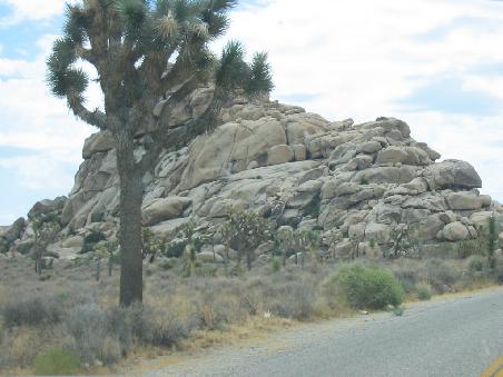 Joshua Tree NP