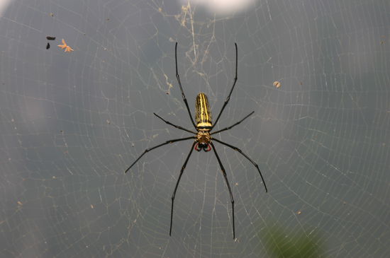 Darf ich vorstellen...Paula unsere Tischnachbarin... 