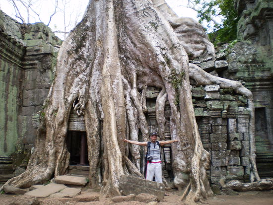 Ein riesen Baum auf den Tempelmauern von Ankor
