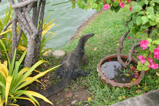 Varan im Lumpini Park (Bangkok)