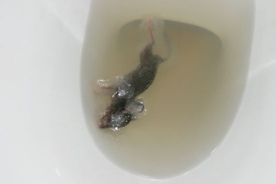 Willkommensgeschenk in unserem Klo....(Mama und Karena....bitte wegschauen )