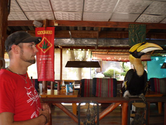 Unser neuer Tischnachbar Alfredo...Vor dem ist nichts und niemand sicher! Alles was er in seinen Schnabel kriegt ist verloren...  (Vorgestern hat er einen kraeftigen Schluck Soya Souce genommen...seinem Verhalten nach zu urteilen hat es ihm nicht geschmeckt... 