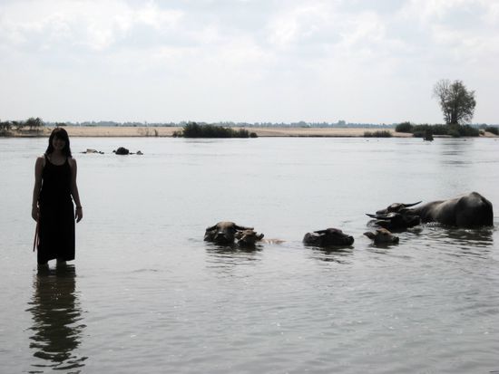 Hier nehmen gerade ein paar Wasserbüffel ein Bad...