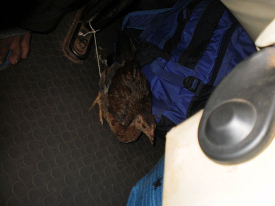 ...da war das kleine Chicken noch wohl auf... 