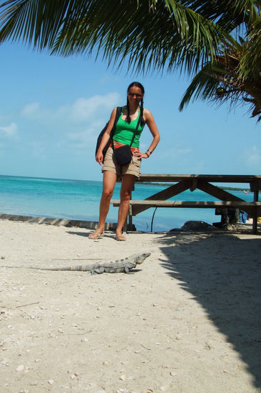 Wilde Tiere auf Caye Caulker (vor Biggi auf der Strasse...)