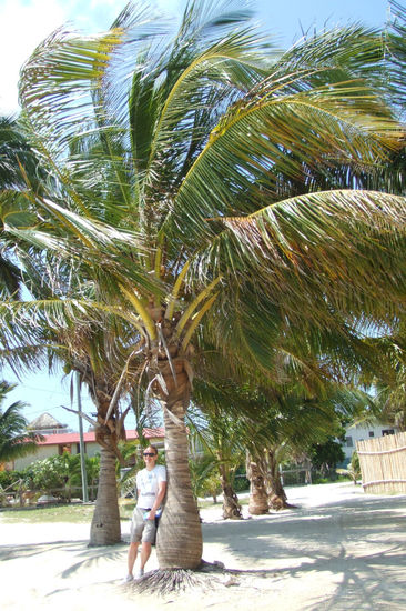 Palme + Daniel