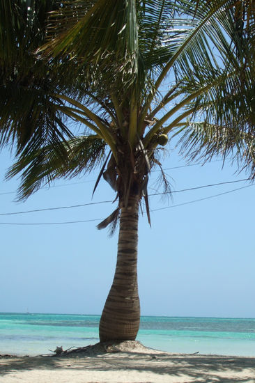Palme ohne Daniel