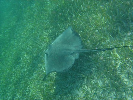 stingray (Rochen), entdeckt auf einem Schnorchelausflug