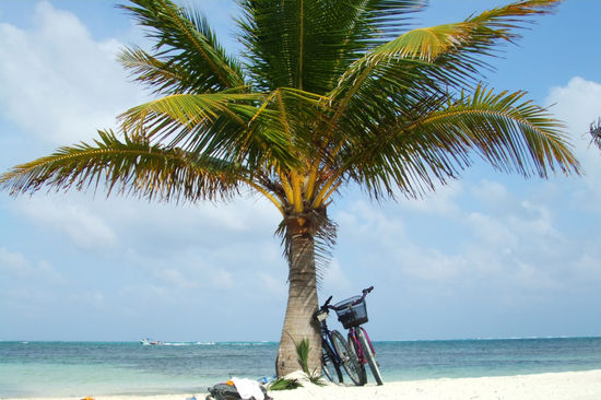 Unsere Raeder mit einer Palme auf einem einsamen Strand