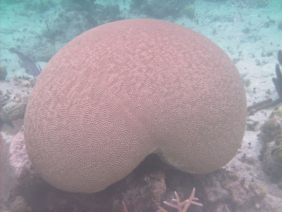 Brain-Coral
