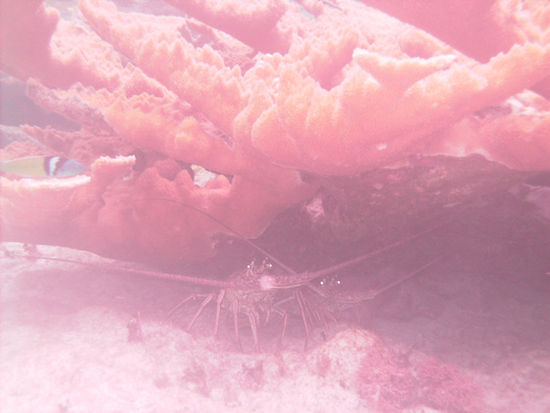 Lobster verstecken sich unter einer Koralle