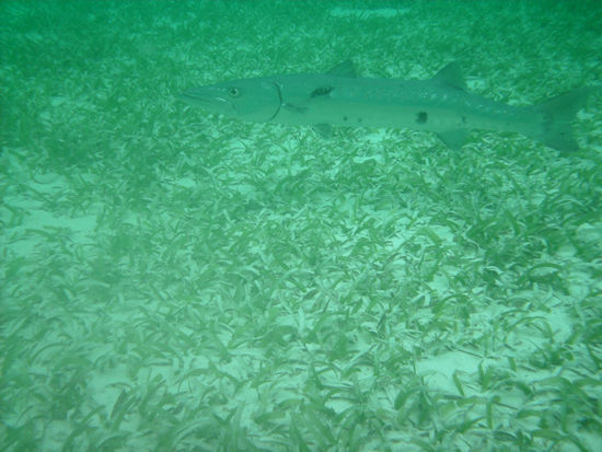 Vorsicht - Barracuda naehert sich