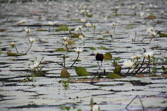 Impression 1 auf dem Rio Dulce