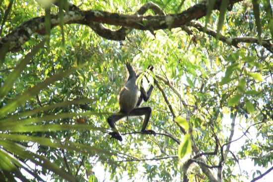 Spider monkey in Tikal