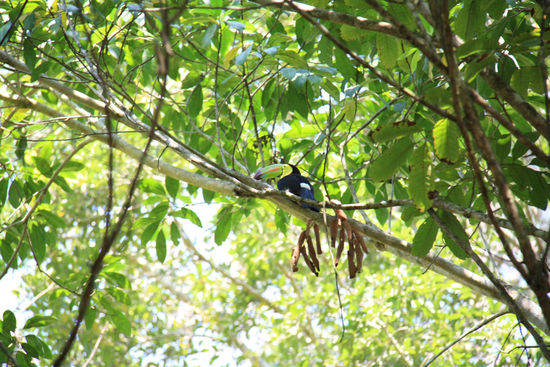 Flying bananas (Tukan)