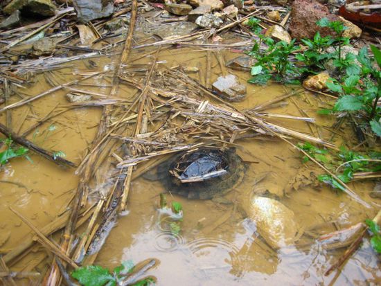 Die wollte nicht in die Suppe