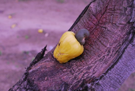 Die Frucht isst man, unten dran hängt dein Cashew-Kern