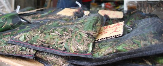 Heuschrecken, lebend abgepackt als Vogelfutter