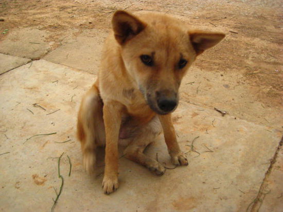 Vietnamesen lieben Hunde als Haustier.... und im Kochtopf!