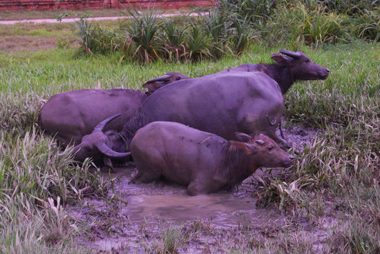 Muss ich jetzt abhauen oder fluechten die Wasserbueffel vor mir???
Unterwegs zu den Kaisergräbern