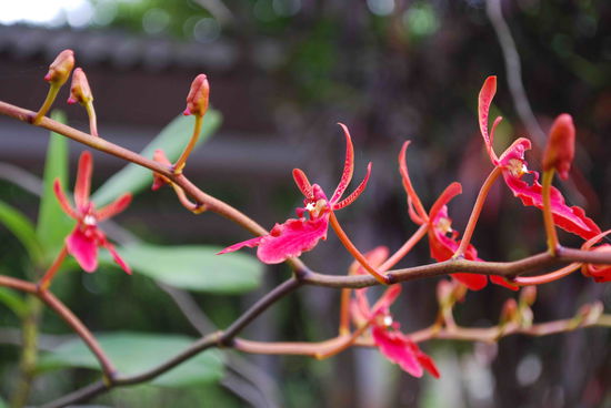 ...und das haengt im Klostergarten von den Baeumen herunter