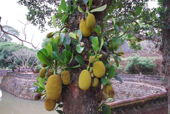 Jackfruit, noch am Baum