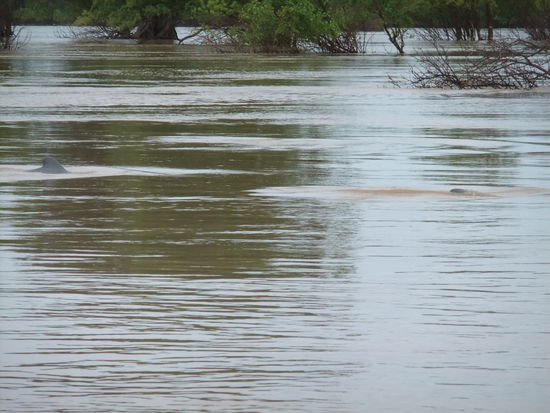 Noch mal ne Rueckenflosse