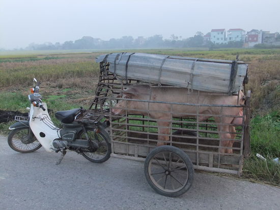 Ein Zuchteber auf dem Weg zur Arbeit (oder Vergnuegen???)