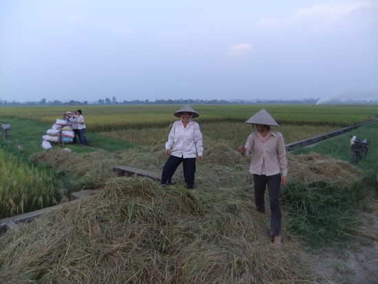 Reisernte in Viet Hung