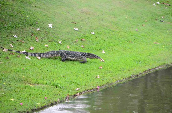 Dieser Waran (ca. 2 m) schlenderte seelenruhig über die Palastwiesen
