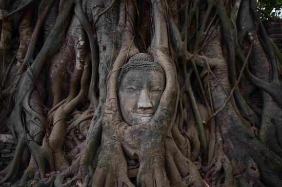 Am Fuss eines Baums, eingewachsen in die Wurzeln. Als ob es schon immer so war.