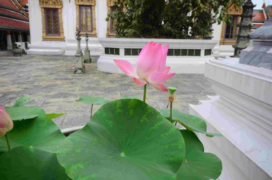 Lotosblumen finden sich überall auf dem Palastgelände.