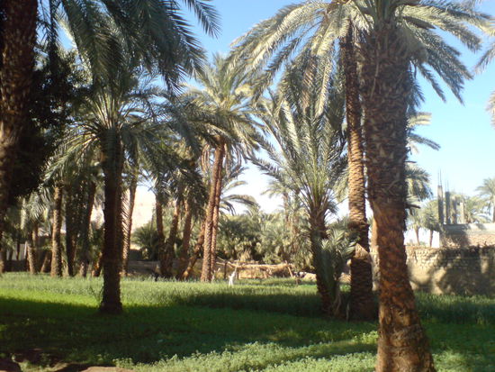 Palmen auf der Westbank