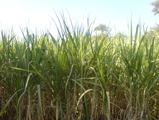 Zuckerrohr Feld