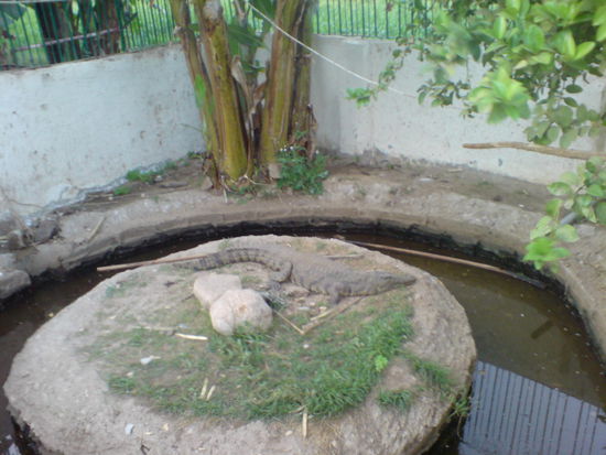 BANANA-ISLAND - Das kleine Krokodil